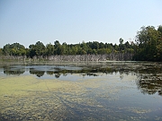Western Michigan [2009] 371